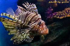 Siam Ocean World