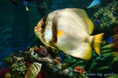 Siam Ocean World