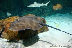 Siam Ocean World