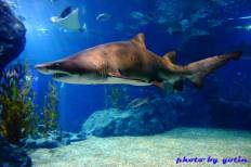 Siam Ocean World