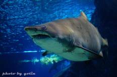 Siam Ocean World