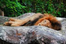 สวนสัตว์ดุสิต (เขาดินวนา)