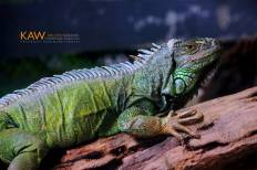 สวนสัตว์ดุสิต (เขาดินวนา)