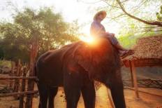 ปางช้างแม่สา