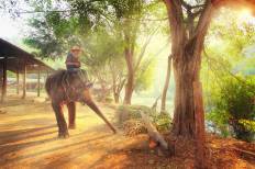 ปางช้างแม่สา