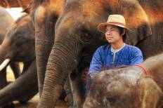 ปางช้างแม่สา