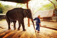 ปางช้างแม่สา