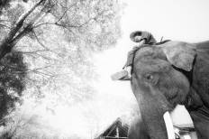 ปางช้างแม่สา