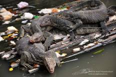 สวนสัตว์ดุสิต (เขาดินวนา)