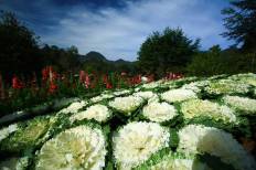 Doi Ang Khang National Park