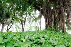 Seri Thai Park