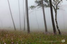 อุทยานแห่งชาติภูสอยดาว