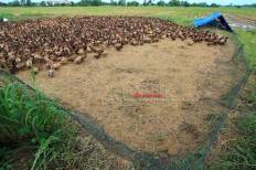 Nong Saeng