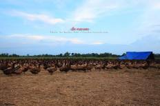 Nong Saeng