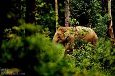 อุทยานแห่งชาติกุยบุรี