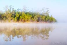 ป่าสนบ้านวัดจันทร์
