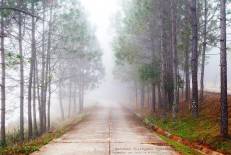ป่าสนบ้านวัดจันทร์