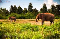 Elephant Village