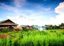 Elephant Village