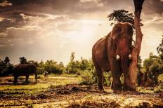 Elephant Village