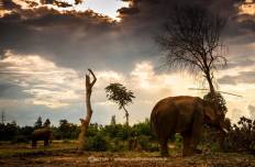 Elephant Village