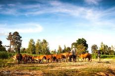 Elephant Village
