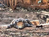 สวนสัตว์นครราชสีมา