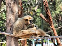 สวนสัตว์นครราชสีมา