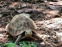 สวนสัตว์นครราชสีมา