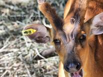 สวนสัตว์นครราชสีมา