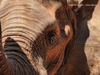 สวนสัตว์นครราชสีมา