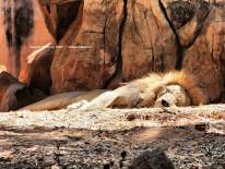 สวนสัตว์นครราชสีมา