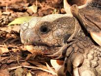 สวนสัตว์นครราชสีมา