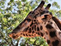 สวนสัตว์นครราชสีมา