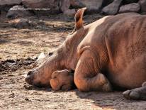 สวนสัตว์นครราชสีมา