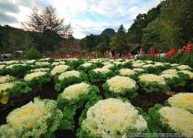 Doi Ang Khang National Park