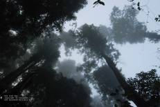 Tai Rom Yen National Park