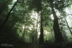 Tai Rom Yen National Park