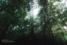 Tai Rom Yen National Park