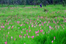 Sai Thong National Park