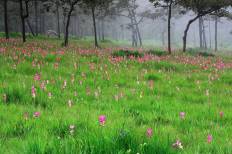 Sai Thong National Park