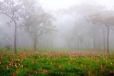 Sai Thong National Park