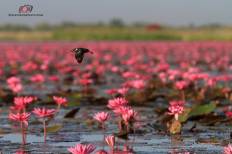 Red Lotus Sea