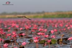 Red Lotus Sea