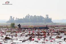 Red Lotus Sea