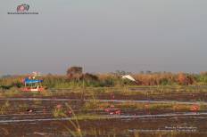 Red Lotus Sea