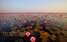 Red Lotus Sea