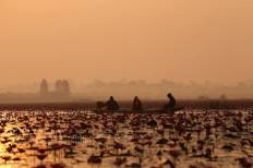Red Lotus Sea