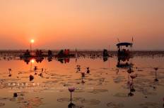 Red Lotus Sea