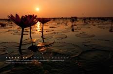 Red Lotus Sea